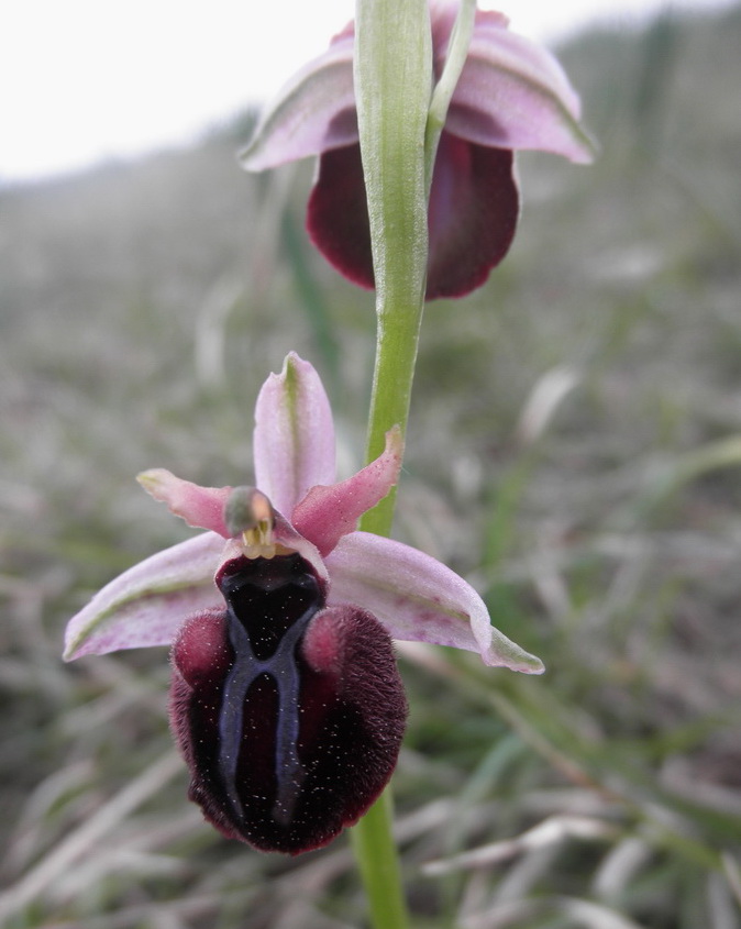 Da determinare : Ophrys spegodes ssp. spruneri?